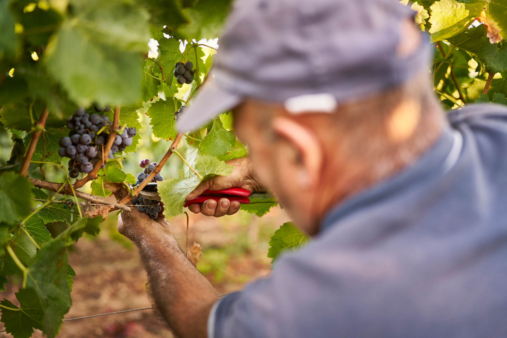 Anziano che vendemmia - tre generazioni di tradizione